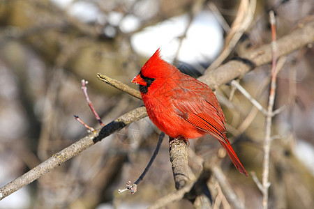 雄性后院红色天空羽毛种子观鸟者云杉鸟类女性歌曲图片