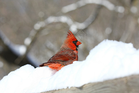 雄性天空红衣雏鸟种子羽毛男性观鸟者观鸟云杉荒野图片