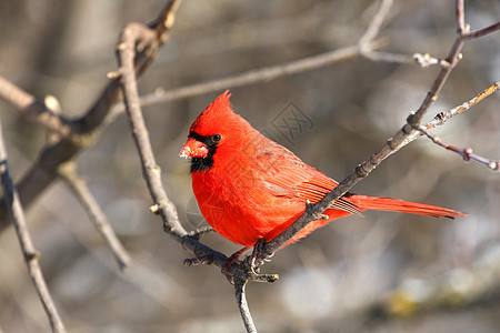 雄性男性云杉红衣动物群红色观鸟者荒野后院天空翅膀图片