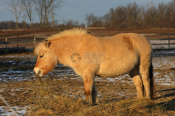 挪威浮轮马鹿皮后代运动马术牧场哺乳动物峡湾场地鬃毛家畜图片