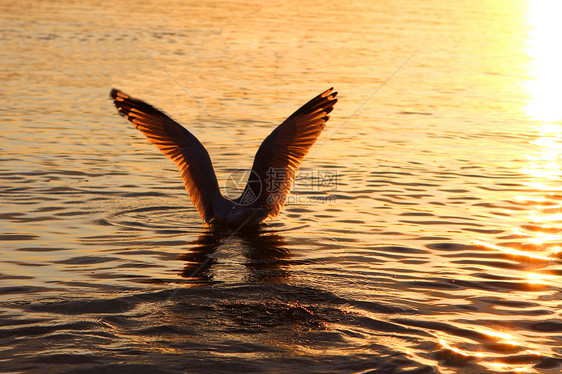 带环卷盖池塘航班羽毛观鸟鸟类海滩动物海洋荒野支撑图片