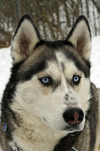 西伯利亚胡斯基狗宠物哺乳动物朋友动物雪橇外套猎犬鼻子毛皮耳朵图片