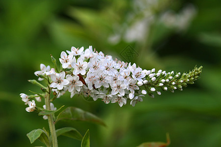 白高斯内克花朵Lysimachia图片