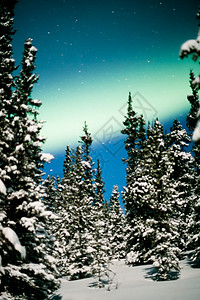 北极光 北极光和冬季森林雪景信仰蓝色冻结磁层极光月亮天空北极星云杉图片