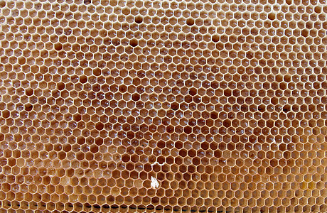蜂窝蜜蜂蜂蜜食物昆虫图片