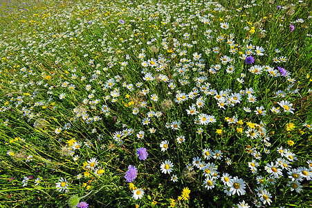 春天的野花田荒野水平环境植物风光香味草地草药色彩草本植物图片