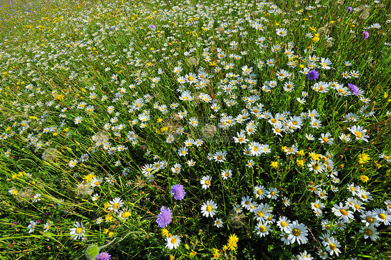 春天的野花田荒野水平环境植物风光香味草地草药色彩草本植物图片
