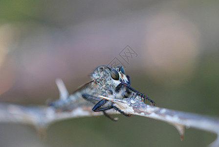 昆虫宏观荒野动物鼻子翅膀玫瑰黑色棕色眼睛头发图片