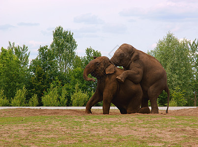 大象剂哺乳动物厚皮动物园野生动物食草女性男性婴儿动物濒危图片