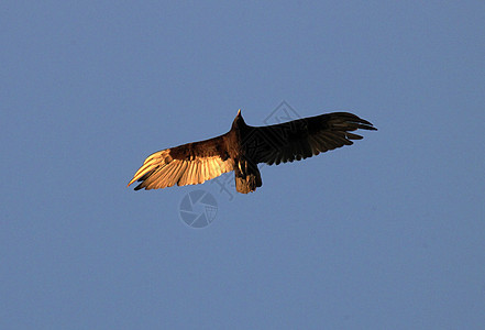 日落猎鹰图片