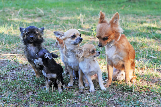 5个吉娃娃白色棕色团体伴侣动物犬类场地宠物图片