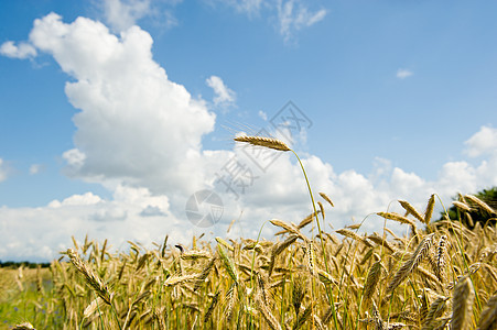 农业蓝色环境收成农村植物稻草场地玉米食物种子图片