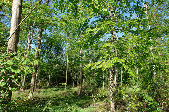 美丽的仙林寂寞叶子森林荒野场景黑子植物故事生长木材图片