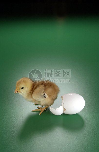 鸡和鸡蛋母鸡生活婴儿翅膀橙子农业小鸡新生农场工作室图片