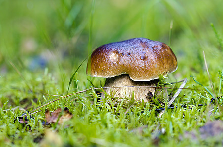 蘑菇植物食物宏观棕色菌类绿色苔藓季节森林图片