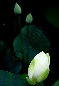 莲体热带池塘餐厅水生植物美丽白色环境生长花园图片