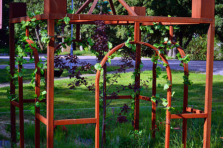 绿色花园 有铁制成的铁器途径房子小路国家园艺绿色植物后院住宅花园爱好图片