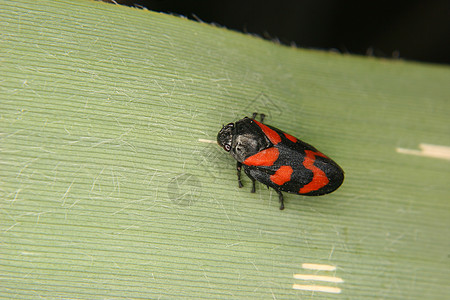 青蛙宏观昆虫学甲虫野生动物植物眼睛漏洞生物学荒野斑点图片