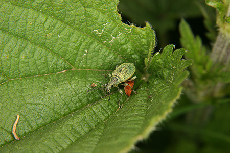 Weevil 曲线漏洞鞘翅目昆虫学昆虫环境森林蠕变动物学生物学荒野图片