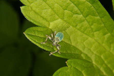 Weevil 曲线森林野生动物甲虫蠕变植物动物荒野鞘翅目生物学脊椎动物图片