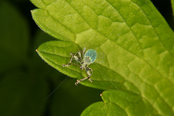 Weevil 曲线森林野生动物甲虫蠕变植物动物荒野鞘翅目生物学脊椎动物图片