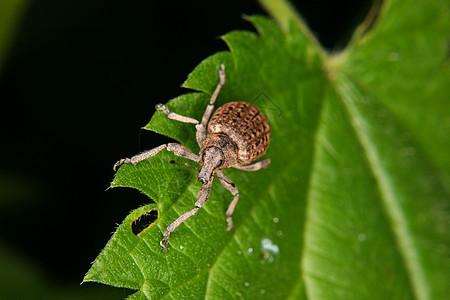 Weevil 曲线昆虫学甲虫脊椎动物眼睛蟑螂植物森林漏洞蠕变动物图片