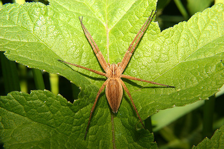托儿所网蜘蛛宏观森林叶子脊椎动物动物动物学捕食者腹部野生动物眼睛图片