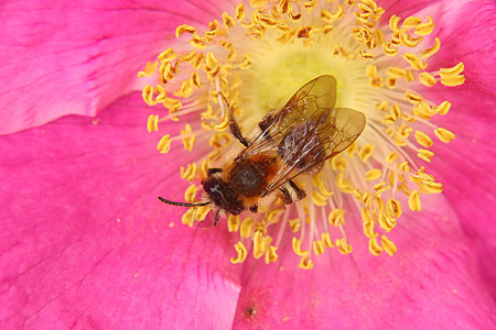蜜蜂植物群草地动物眼睛翅膀环境植物学动物群生物学天线图片