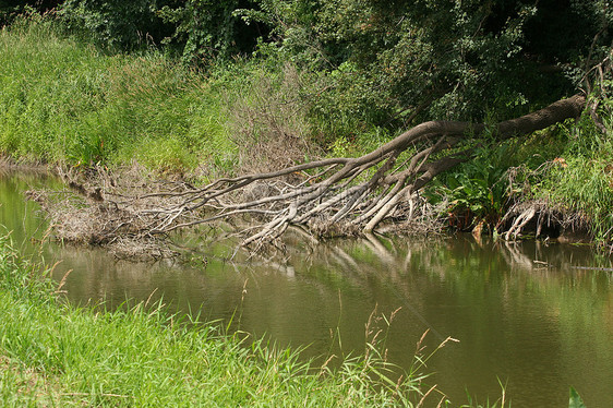 池塘漫滩阳光森林淡水荒野环境棕色黑色枝条水池图片
