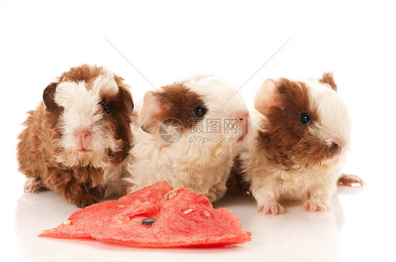 婴儿实验性小猪棕色食物动物沙鼠头发工作室胡须仓鼠鼻子反射图片