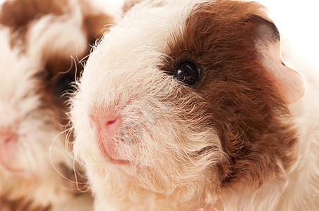 婴儿实验性小猪胡须鼻子反射棕色动物新生耳朵食物工作室宏观图片