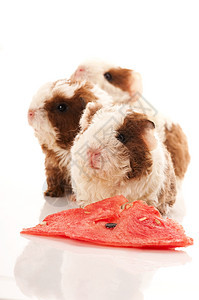 婴儿实验性小猪仓鼠棕色爪子宏观白色胡须鼻子红色动物宠物图片