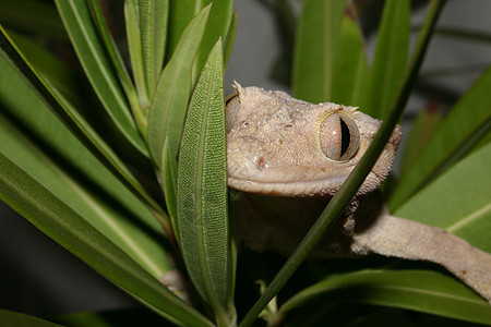 冠壁虎肉色爬虫宏观绿色眼睛蜥蜴动物灰色背景图片