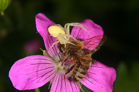 金律螃蟹蜘蛛蜜蜂宏观橙子草地生物学昆虫野生动物动物森林捕食者图片
