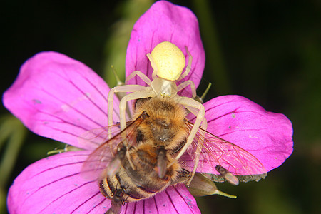 金律螃蟹蜘蛛紫色昆虫森林叶子草地生物学环境野生动物动物猎物图片