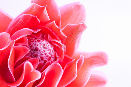 粉红色的埃特林盖拉植物异国情调白色热带花园红色美丽宏观花瓣图片