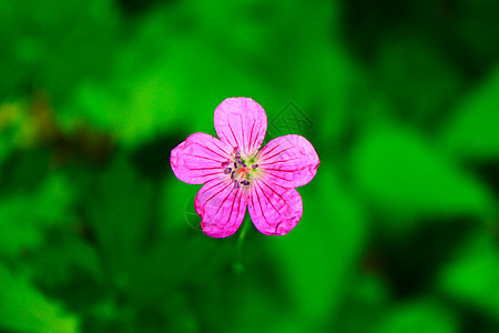 花绿色粉色花瓣红色植物群黑色图片