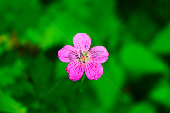 花绿色粉色花瓣红色植物群黑色图片