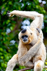 金色脸颊的吉本 诺马萨斯加布里耶原始人野生动物濒危猿猴荒野丛林动物哺乳动物吊坠白手图片