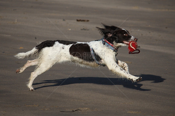 英语 Spaniel耳朵小狗小狗狗猎犬跑步海滩图片