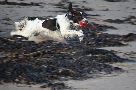 英语 Spaniel海滩小狗小狗狗跑步猎犬耳朵图片