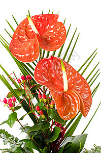 美丽的红红色Anturio花朵植物花瓣植物群黄色宏观绿色白色古董图片