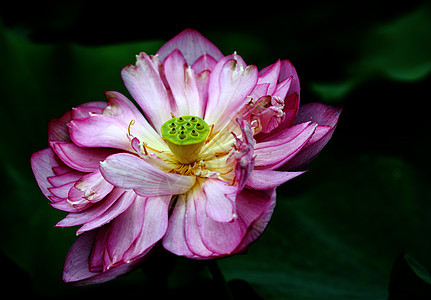 植物 莲花水生植物餐厅美丽池塘红色生长花园环境热带图片