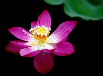 植物 莲花热带生长花园环境美丽水生植物餐厅池塘红色背景图片