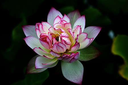 植物 莲花餐厅生长水生植物红色花园热带美丽池塘环境背景图片