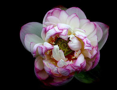 植物 莲花水生植物环境生长红色花园热带美丽餐厅池塘图片