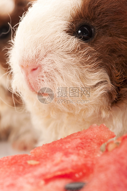 婴儿实验性小猪宏观头发胡须毛皮宠物仓鼠耳朵动物白色爪子图片