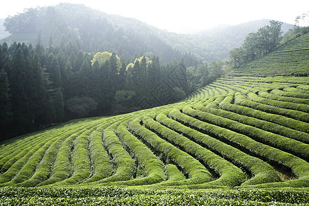 韩国绿茶行场地农田环境地貌植物生长种植园农村味道场景背景