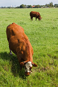 荷兰有肉牛的乡村景观图片