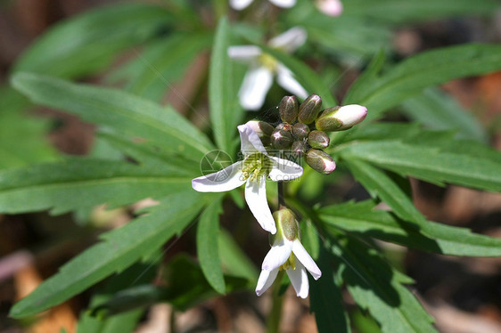 Cutleaf 牙织花花图片